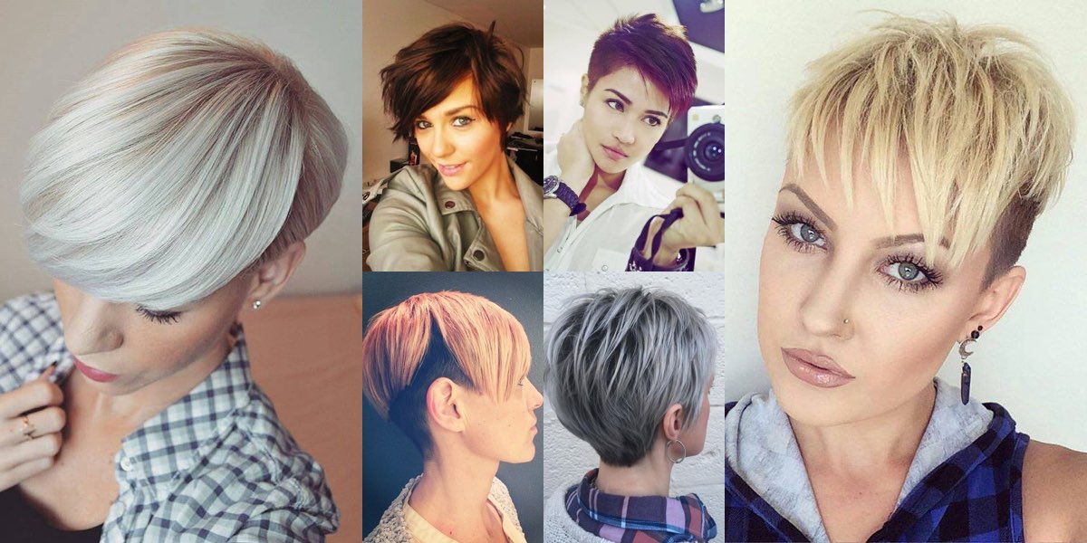 Pixie bob