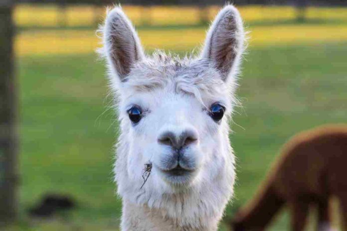 alpaca alpaca