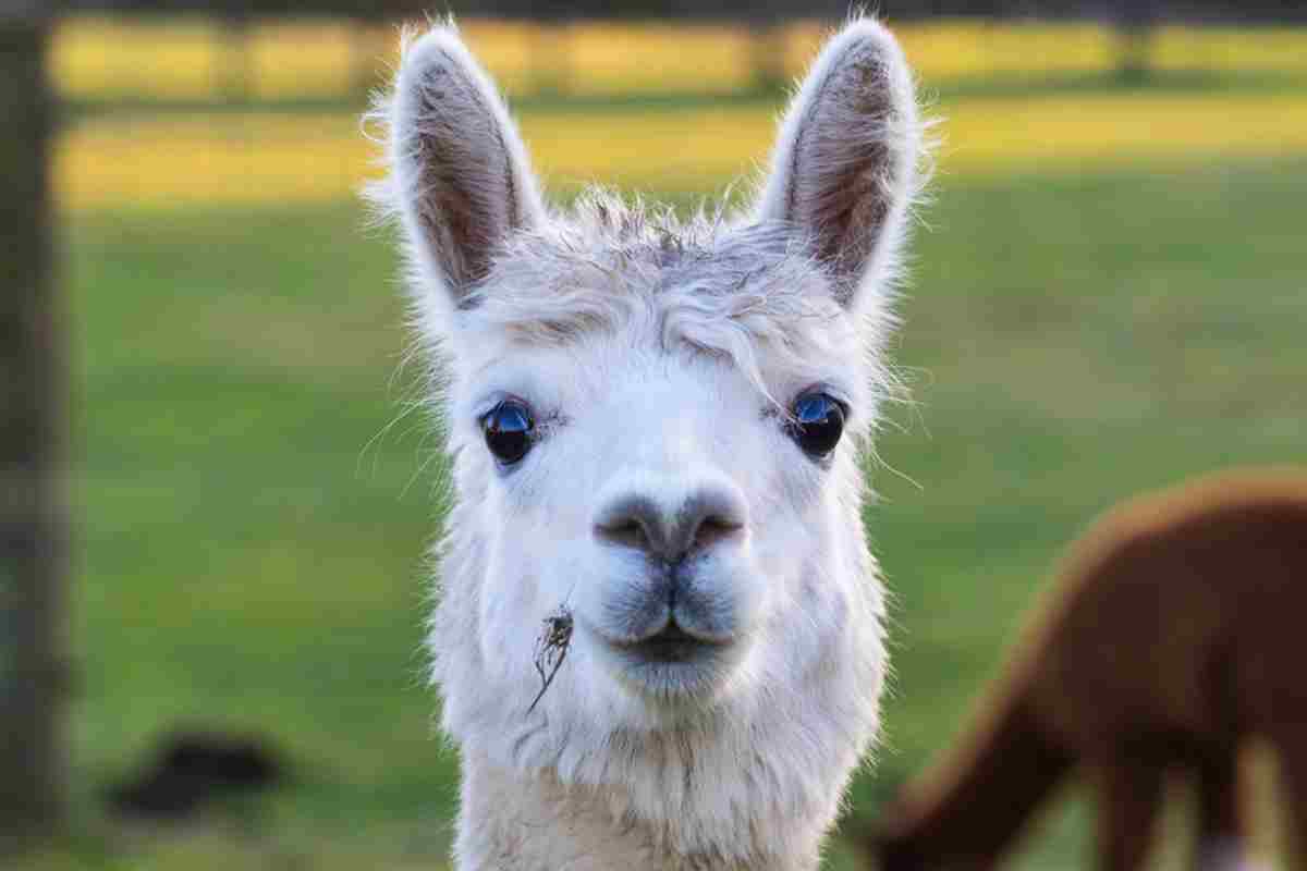 alpaca