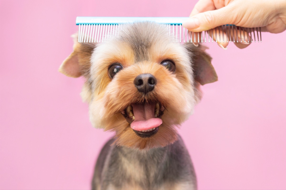 cane parrucchiere
