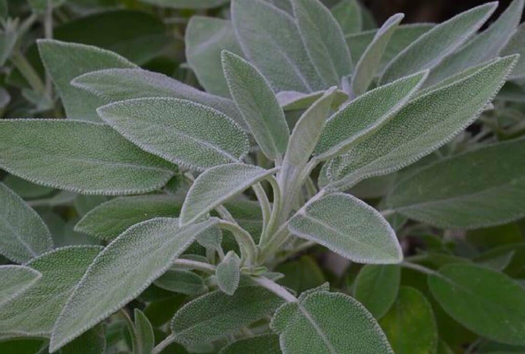 La salvia contro la caduta dei capelli: ecco come creare lo shampoo