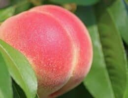 La tendenza delle peach nails