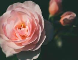 Il profumo alla rosa è super romantico