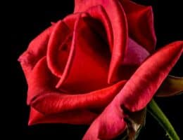 Cos’è il rose bun?