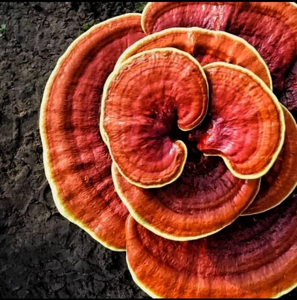 il reishi